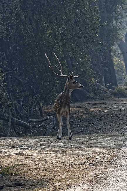 Keoladeo national park-127
